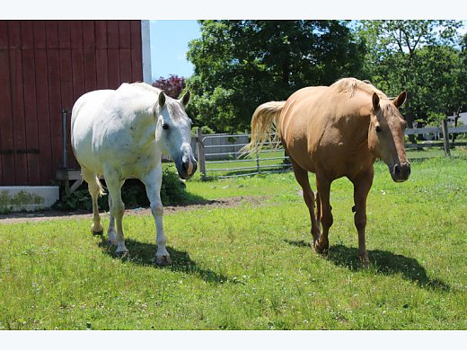 2 Sweet Gelding Quarter Horses