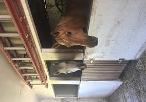 Quarter Horse (Quarter Horse, Gelding) in Rehoboth, MA