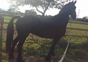 Outstanding Friesian Horse for S... Friesian