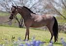 AMHA Show Mare Miniature Mare