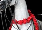Stud Arabian Stallion