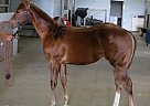 Amazingly Fast Colt Quarter Horse Stallion