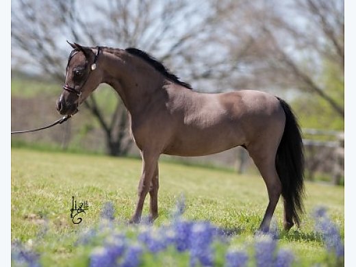 AMHA Show Mare