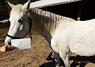 Other - Horse for Sale in Southern Pines, NC 28387 Other - Horse for Sale in Southern Pines, NC 28387