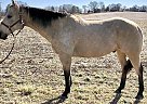 Baron - Gelding in Oley, PA Baron - Gelding in Oley, PA