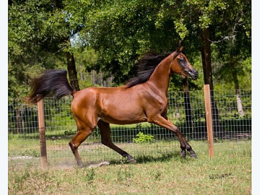 Arabians/ Half Arabians