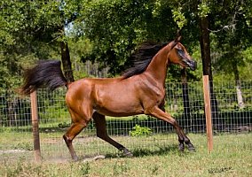 Arabian (Arabian, Mare) in Keystone Heights, FL