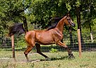 Arabian - Horse for Sale in Keystone Heights, FL 32656
