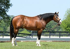 Paint (Paint, Stallion) in Bell, FL