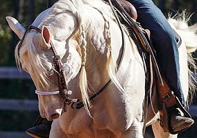 Quarter Horse (Quarter Horse, Stallion) in Bell, FL