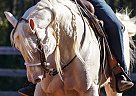 Quarter Horse - Horse for Sale in Bell, FL 32619