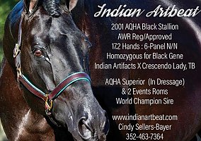 Warmblood (Warmblood, Stallion) in Bell, FL