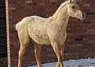 Athletic Palomino Colt Quarter Horse Stallion
