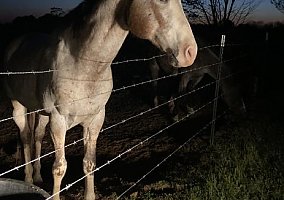 Appaloosa (Appaloosa, Gelding) in Bald Knob, AR