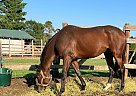 Thoroughbred - Horse for Sale in Kaukauna, WI 54130 Thoroughbred - Horse for Sale in Kaukauna, WI 54130