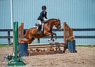 Snickers - Gelding in Port Colborne, ON Snickers - Gelding in Port Colborne, ON