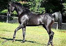 Nabil Kahill - Stallion in Wylie, TX Nabil Kahill - Stallion in Wylie, TX