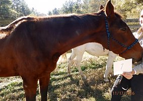 Bombay (Thoroughbred, Gelding) in Southern Pines, NC
