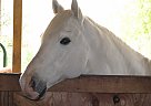 Quarter Pony - Horse for Sale in Imlay City, MI 48444