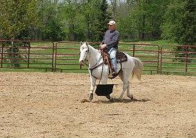 Cute (Quarter Horse, Gelding) in Imlay City, MI