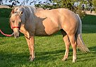 Quarter Horse Mare for Sale in Cummings, North Dakota Quarter Horse Mare for Sale in Cummings, North Dakota