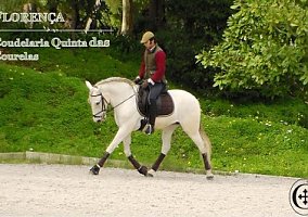 Lusitano (Lusitano, Mare)