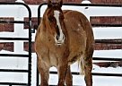 Gorgeous Red Dun Colt Quarter Horse Stallion