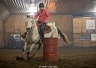 Grenade - Gelding in Bemidji, MN Grenade - Gelding in Bemidji, MN