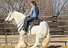 Gypsy Vanner - Horse for Sale in Los Angeles, CA 90060 Gypsy Vanner - Horse for Sale in Los Angeles, CA 90060