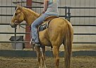 Quarter Horse Gelding for Sale in Cummings, North Dakota Quarter Horse Gelding for Sale in Cummings, North Dakota