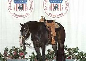 If (Quarter Horse, Stallion) in North Vernon, IN