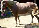 Pony - Horse for Sale in Southern Pines, NC 28387 Pony - Horse for Sale in Southern Pines, NC 28387