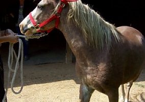 Jitterbug (Pony (Welsh, POA, Shetland, Connemara), Gelding) in Southern Pines, NC
