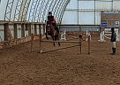 Snowflake - Mare in Canton, NY Snowflake - Mare in Canton, NY
