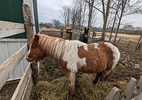 Pony (Welsh, POA, Shetland, Connemara) (Pony (Welsh, POA, Shetland, Connemara), Gelding) in Pullman, MI