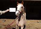 Other - Horse for Sale in Southern Pines, NC 28387 Other - Horse for Sale in Southern Pines, NC 28387