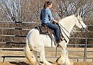 Gypsy Vanner - Horse for Sale in San Diego, CA 92130 Gypsy Vanner - Horse for Sale in San Diego, CA 92130