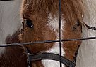 Miniature - Horse for Sale in Trenton, FL 32693 Miniature - Horse for Sale in Trenton, FL 32693