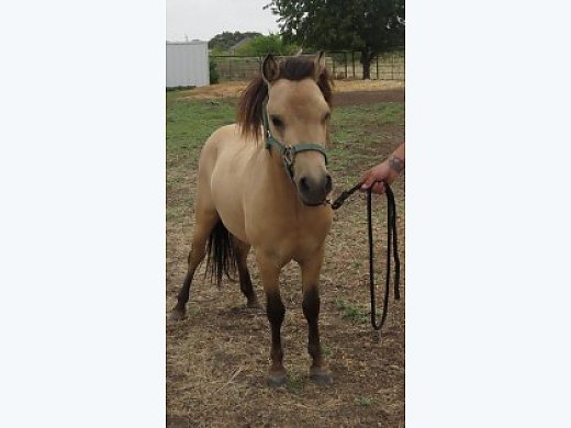 Miniature Buckskin Dun Stallion
