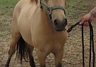 Miniature - Horse for Sale in Crowley, TX 76036
