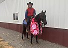 Black Ty - Gelding in Freeburg, IL Black Ty - Gelding in Freeburg, IL