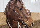 Quarter Horse Mare for Sale in Bemidji, Minnesota Quarter Horse Mare for Sale in Bemidji, Minnesota