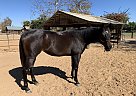 Maya - Mare in Chula Vista, CA Maya - Mare in Chula Vista, CA