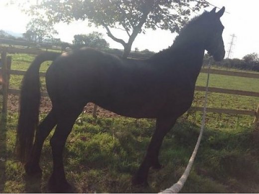 Outstanding Friesian Horse for Sale