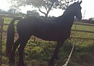 Friesian - Horse for Sale in Chicago, IL 60060