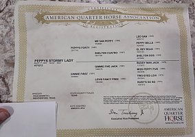 Quarter Horse (Quarter Horse, Mare) in Cimarron, KS