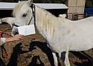 Pony - Horse for Sale in Southern Pines, NC 28387 Pony - Horse for Sale in Southern Pines, NC 28387