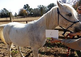 Pony (Welsh, POA, Shetland, Connemara) (Pony (Welsh, POA, Shetland, Connemara), Gelding) in Southern Pines, NC