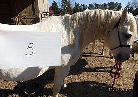 Pony (Welsh, POA, Shetland, Connemara) (Pony (Welsh, POA, Shetland, Connemara), Gelding) in Southern Pines, NC