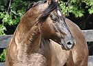 Quarter Horse - Horse for Sale in Gainesville, TX 76240